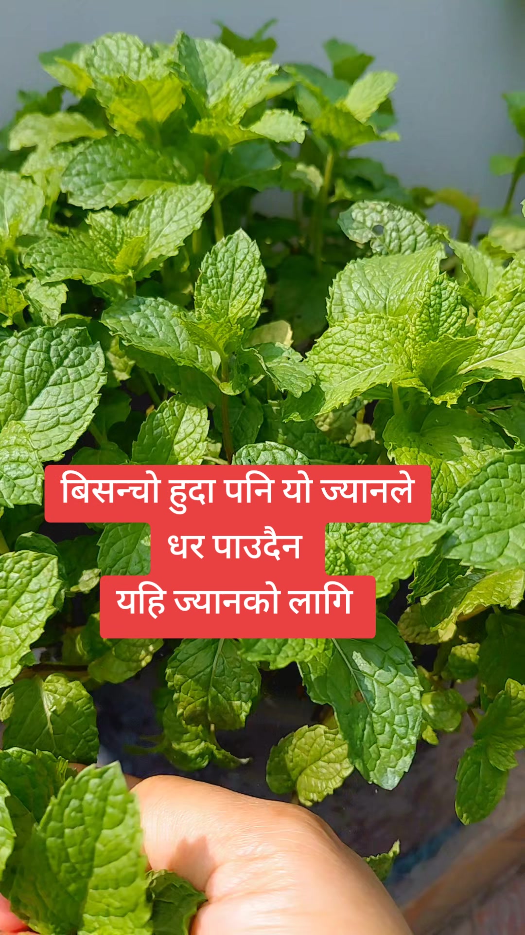 @ganga poudel