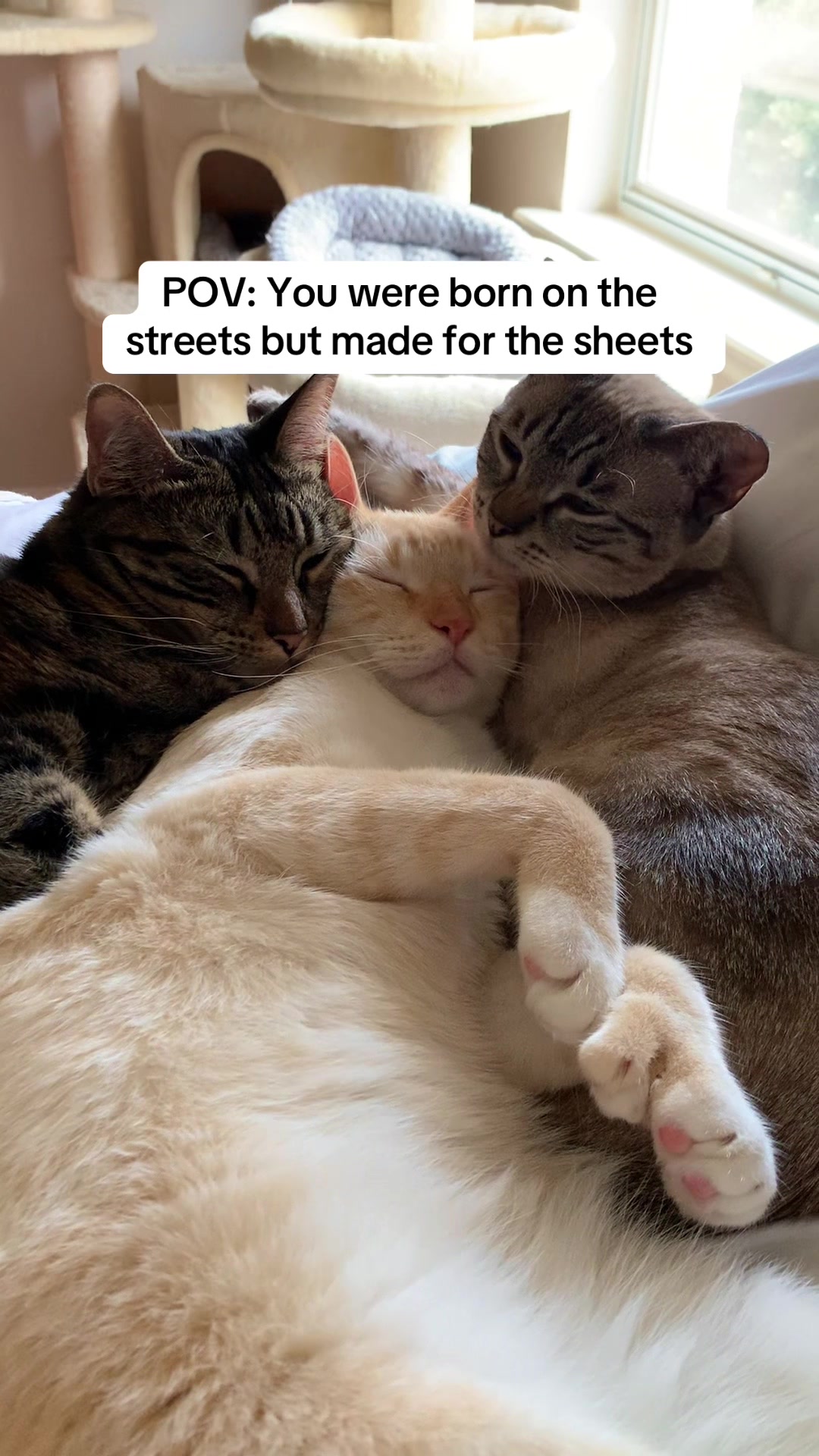 @mangosnickerskiwi