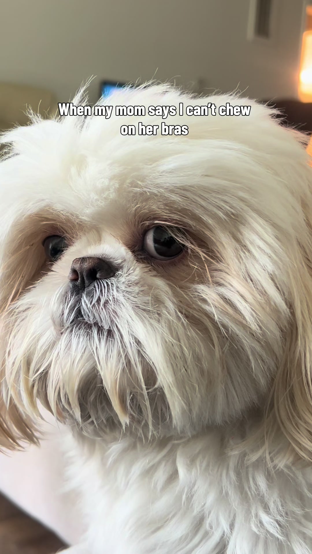 @Hugh the Shih Tzu