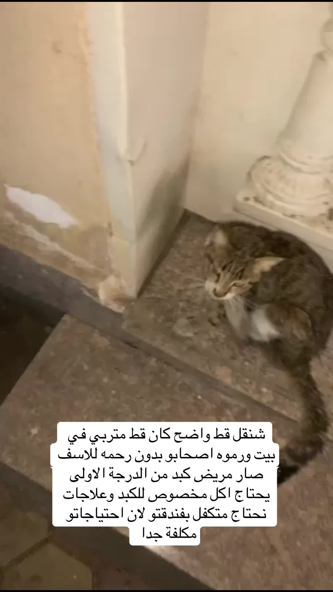 @لولو الحسني🇸🇦🫀
