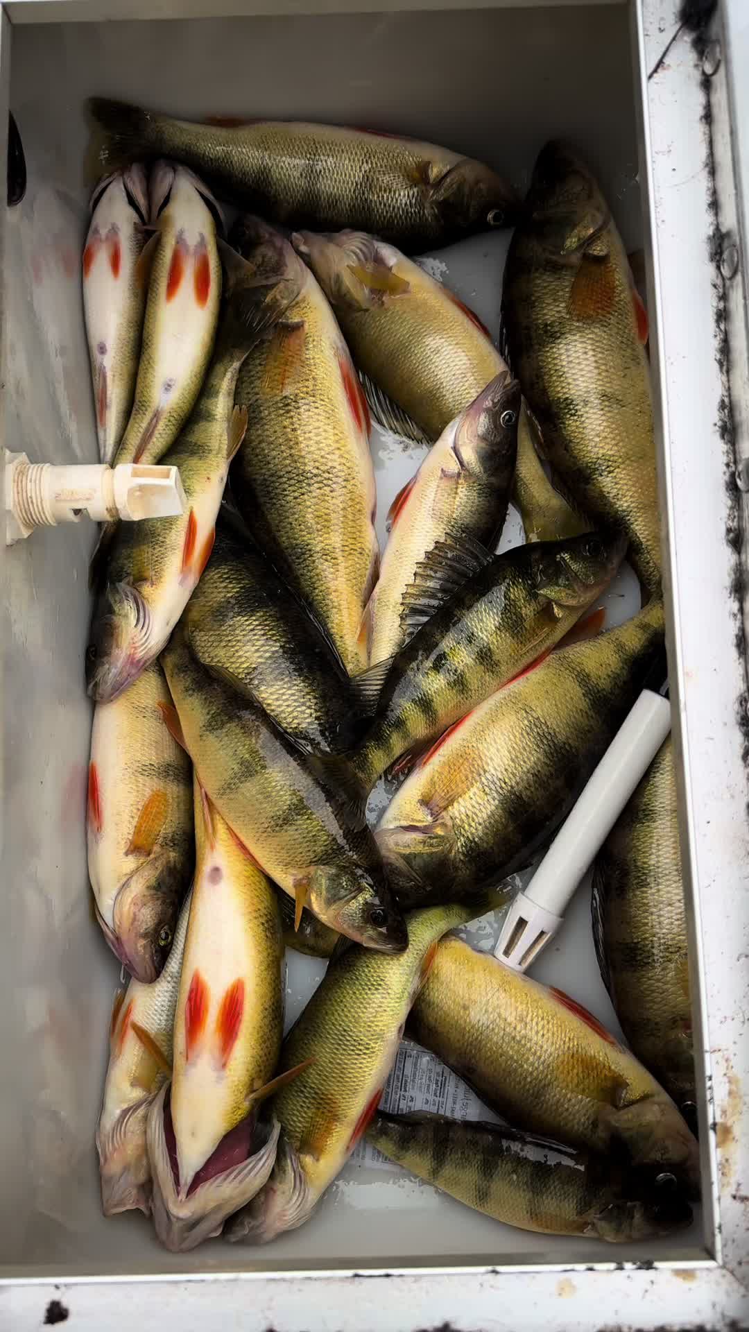 @ChrisFishOutdoors