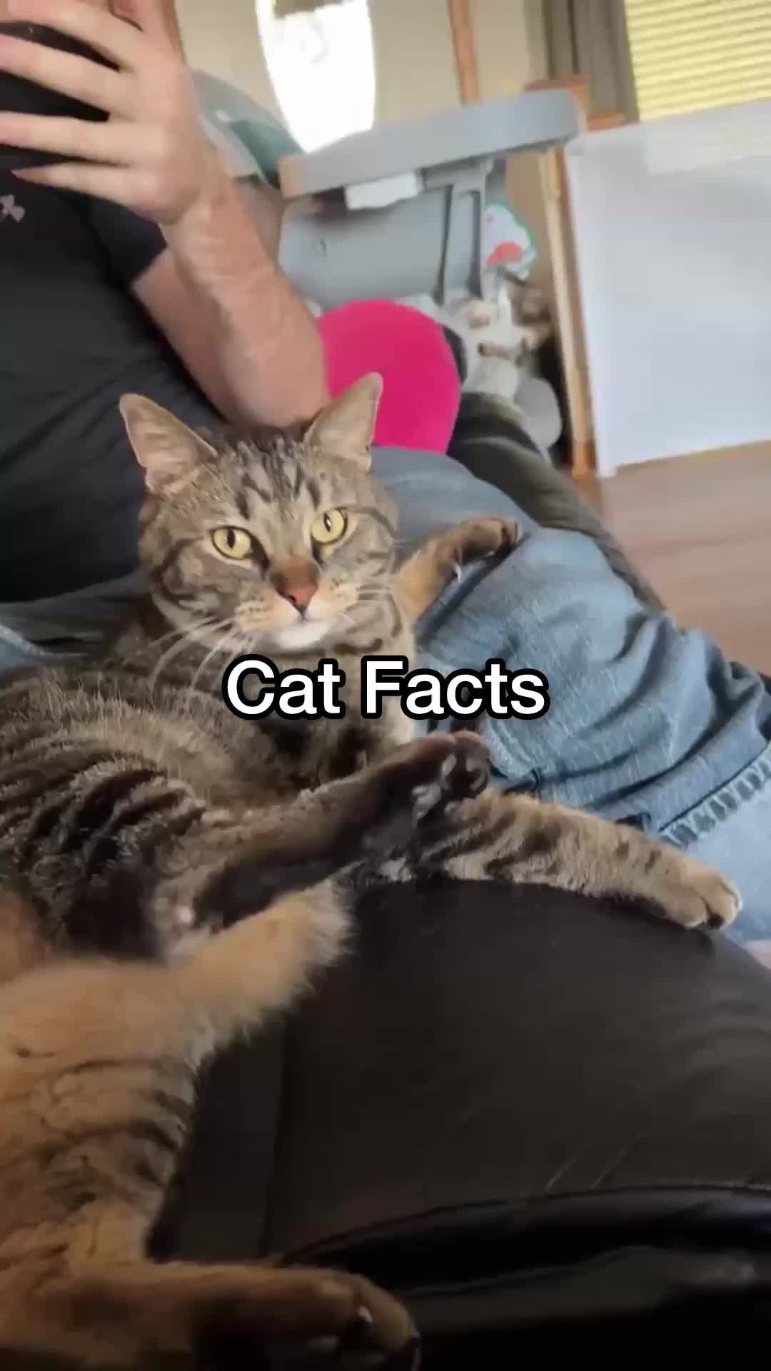 @Chip The Manx
