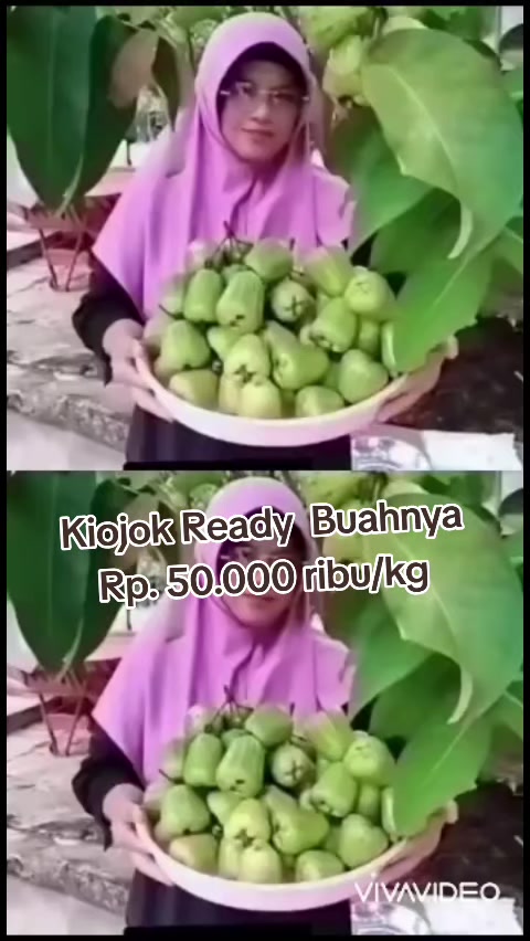 @Bibit khusus samarinda