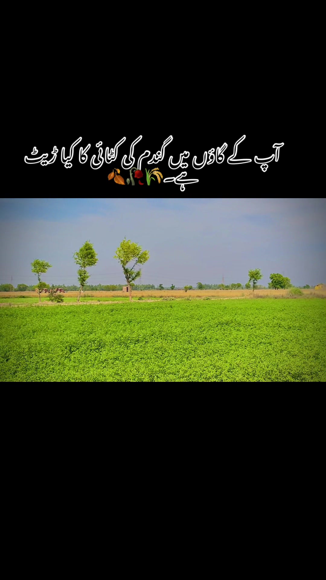 @⚜️عماد۔!۔واھلہ⚜️