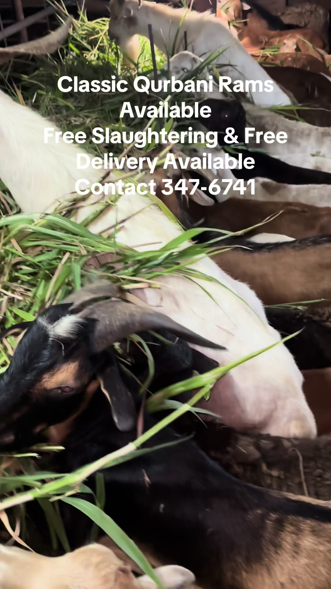 @S.Ali livestock‼️