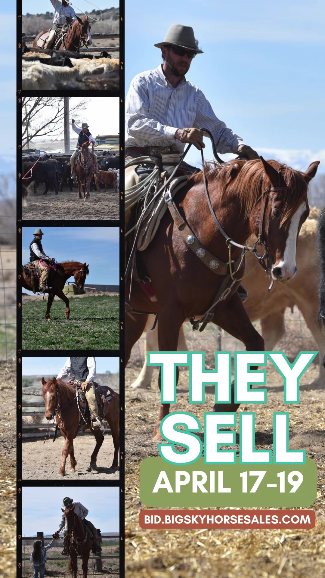 @Big Sky Horse Sales