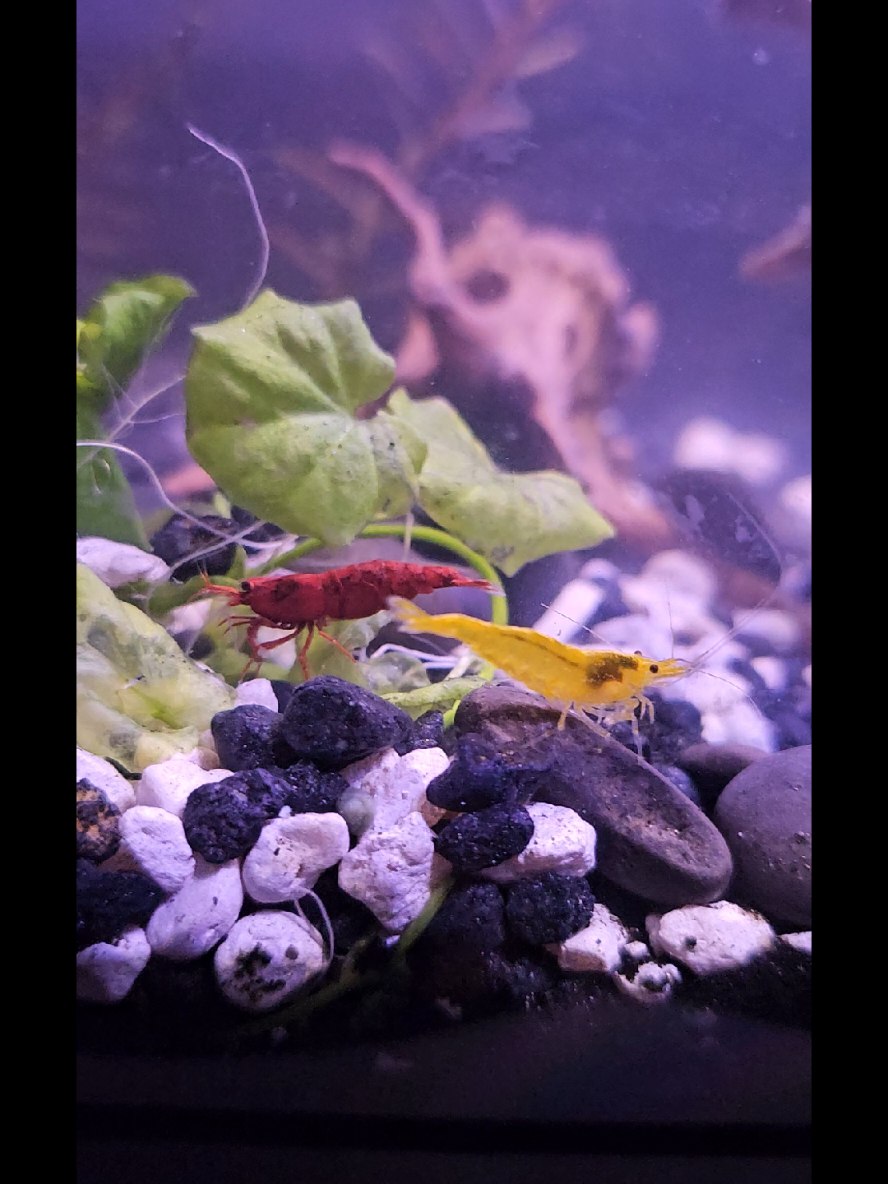 @TreasureTanks