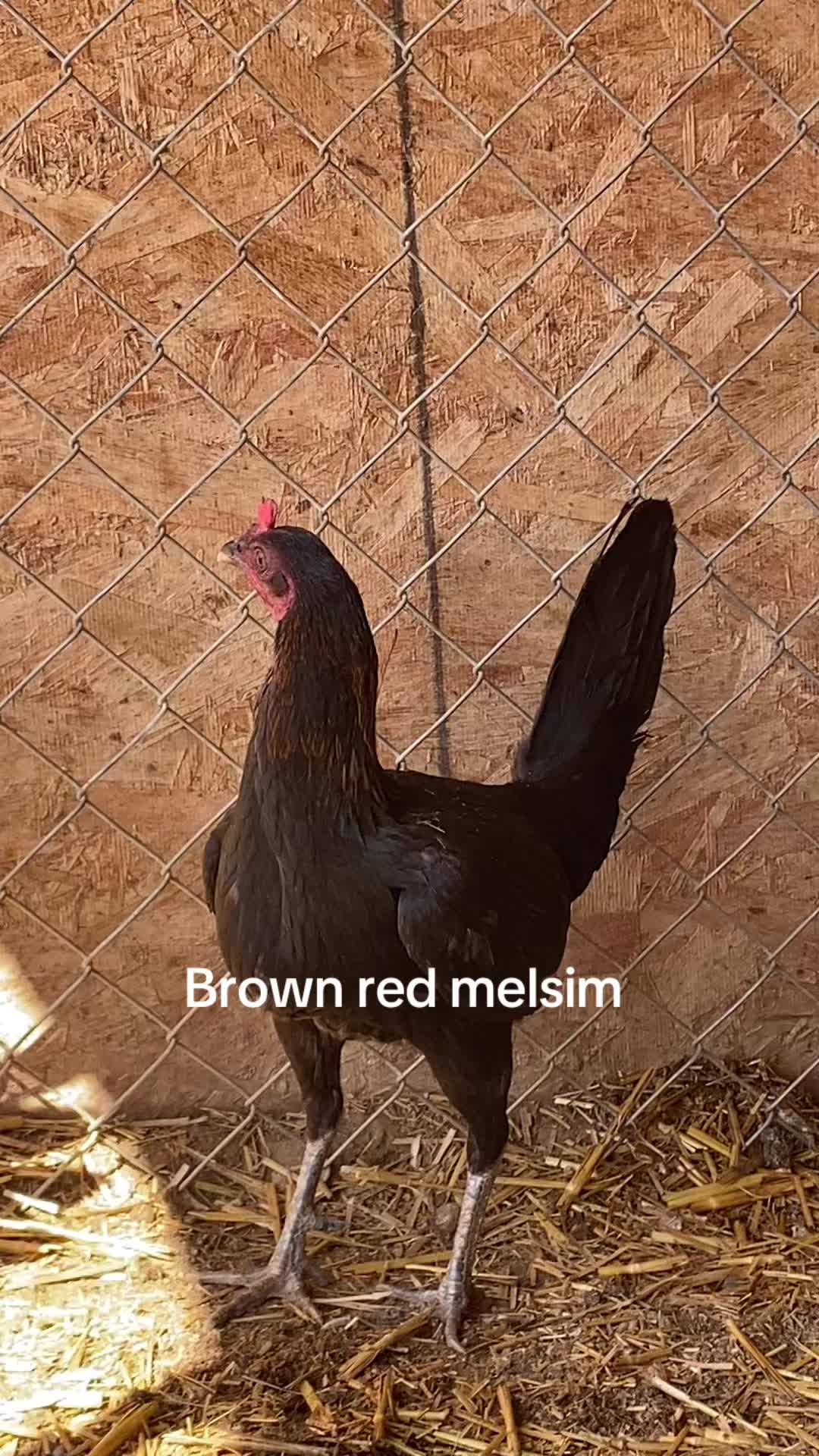 @A.MENDOZA.FARM.USA 74HWY