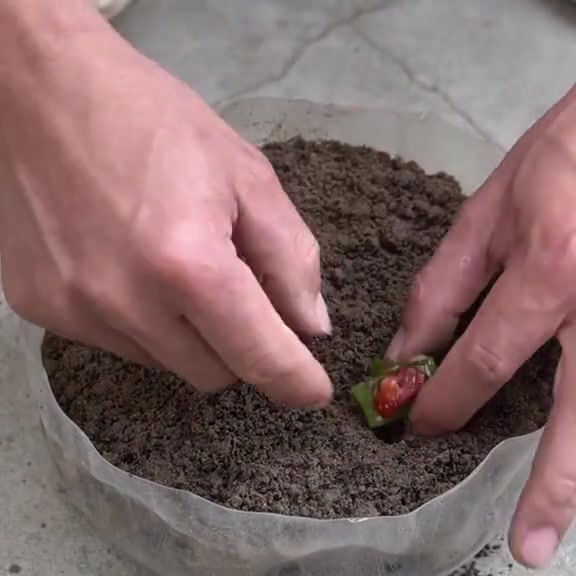 @PROFESSIONALGARDENING