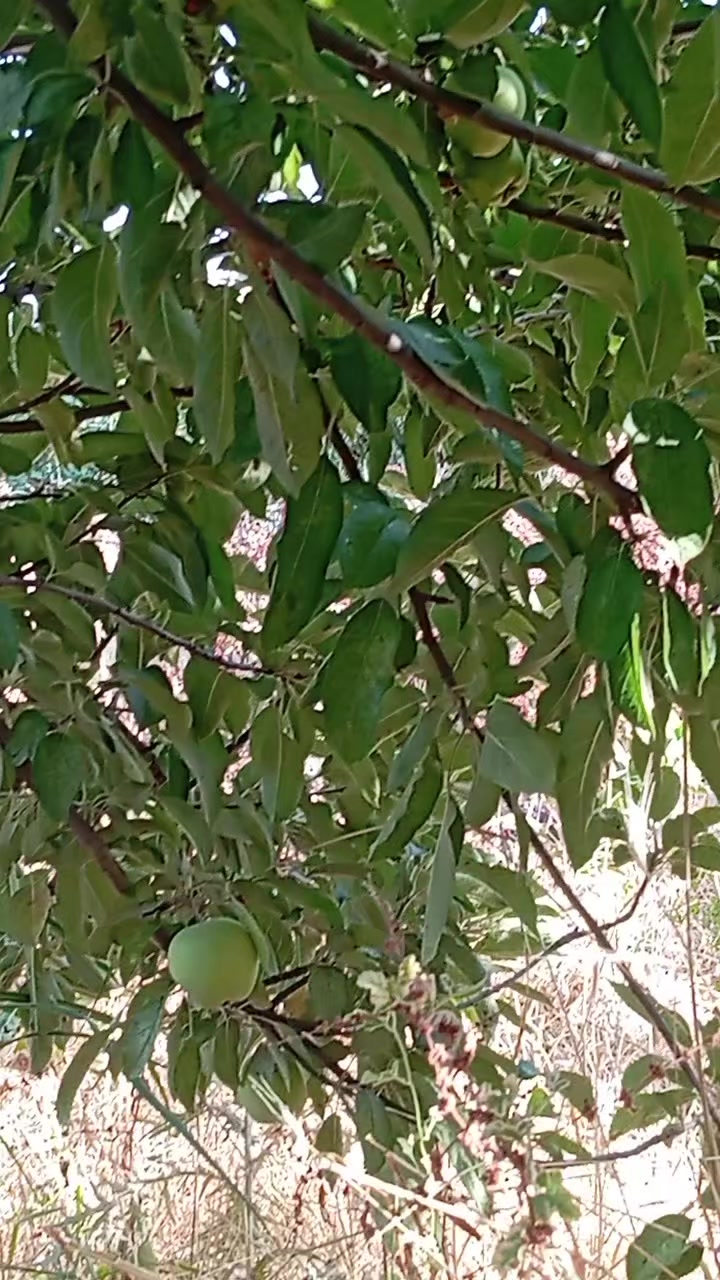 @elfidamm