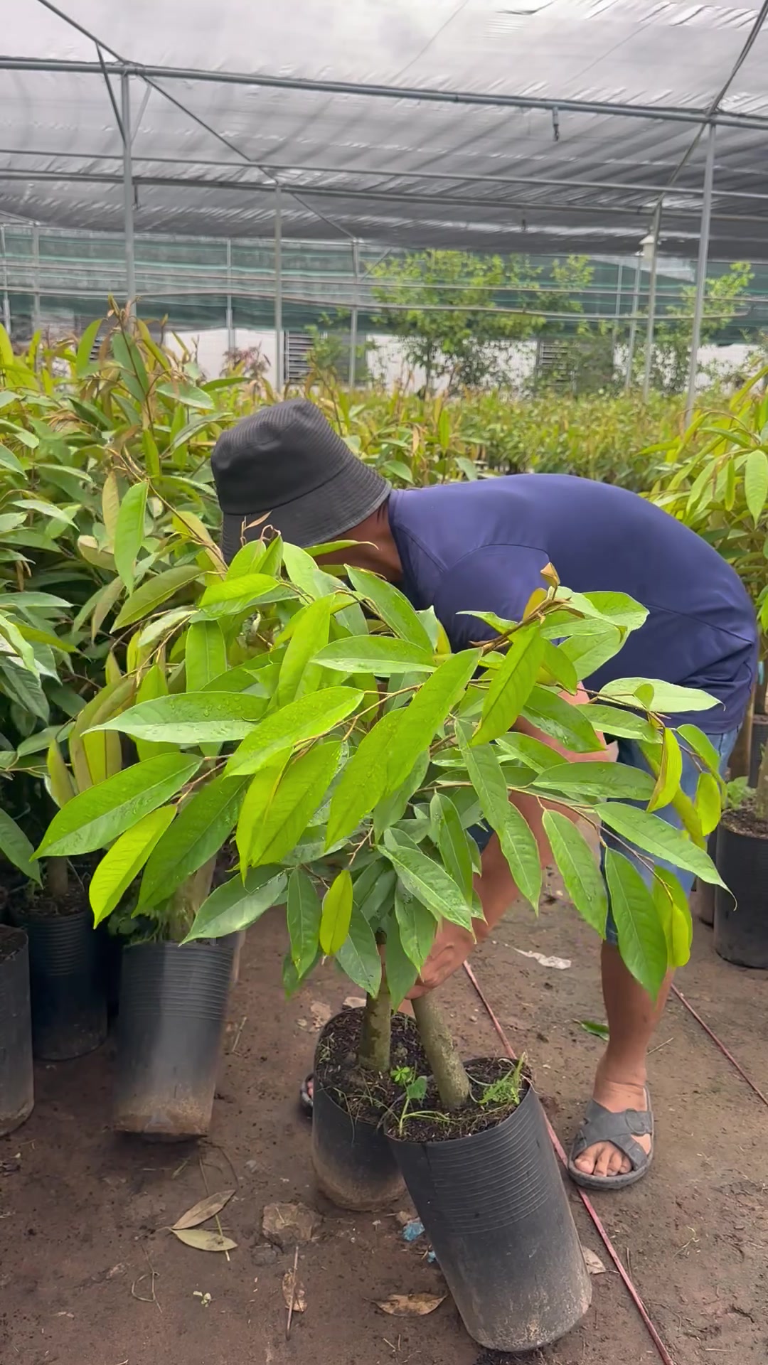 @Hùng Chương STCG Welofarm