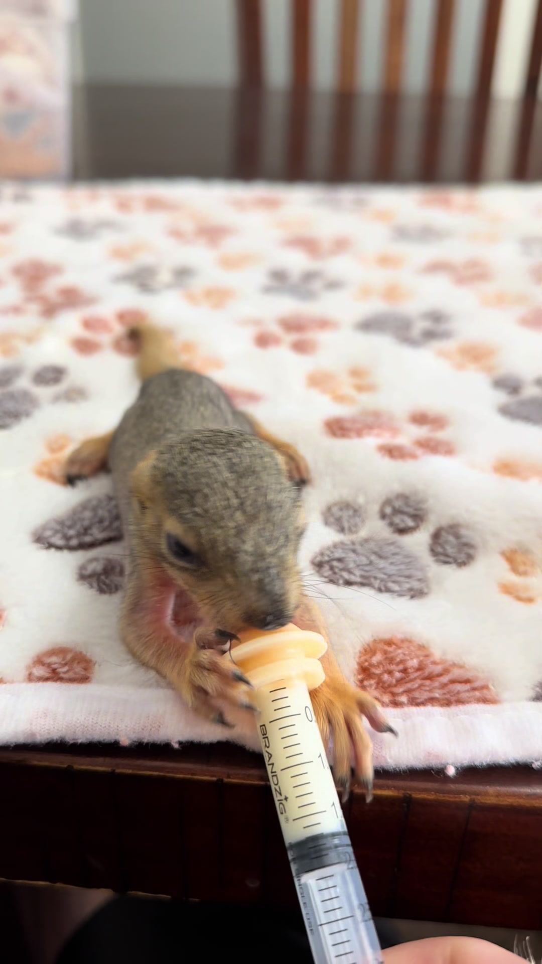 @Squirrel Guy