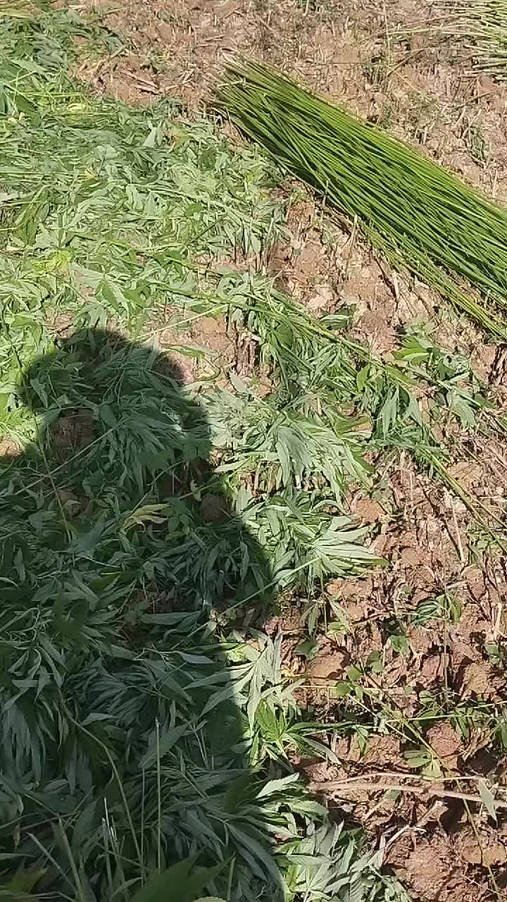 @b&agrave; x&atilde;