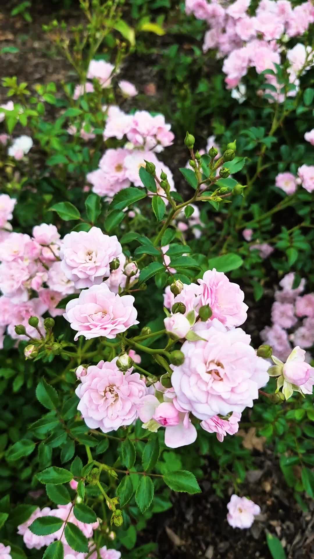 @캔디
