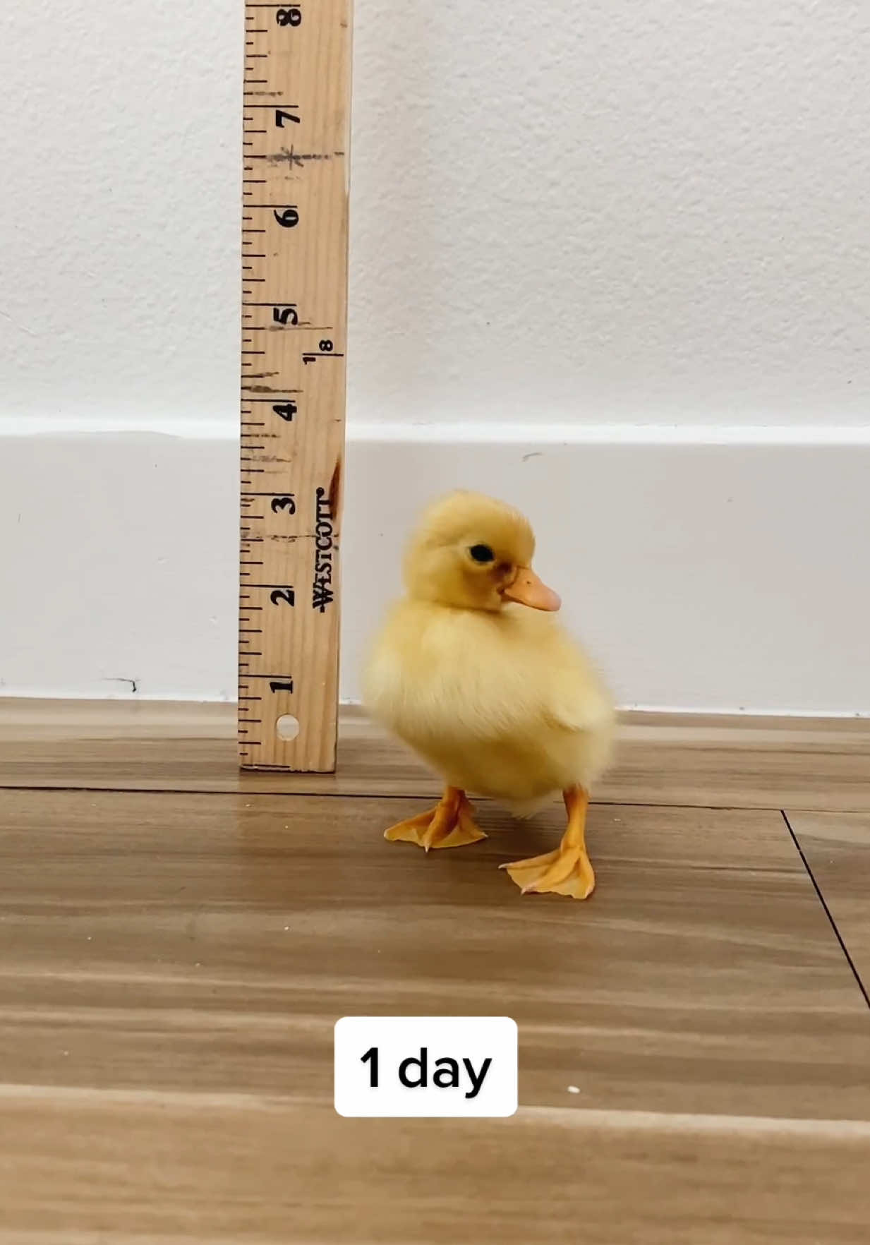 @ducks_in_space🪿🪿💦