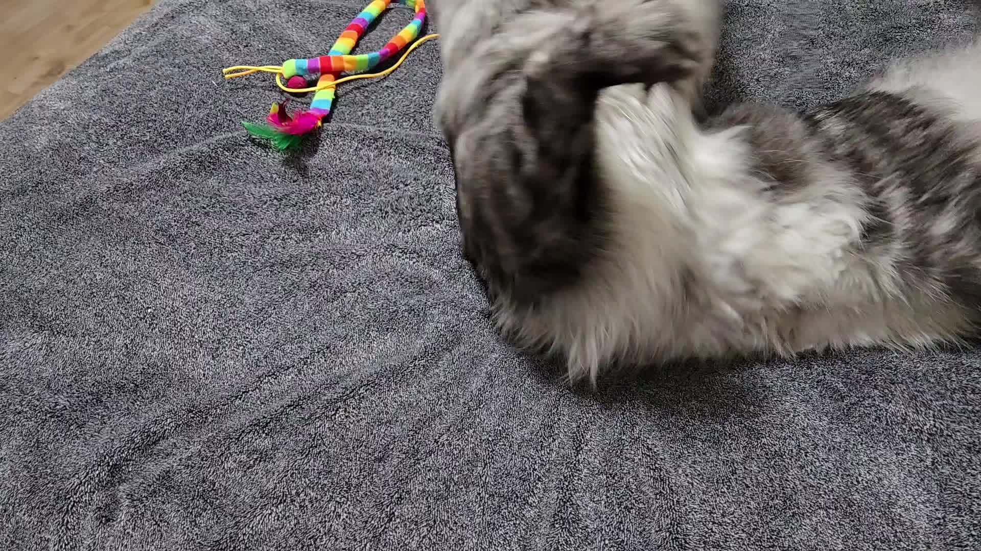 @Léo & Suki ♥️