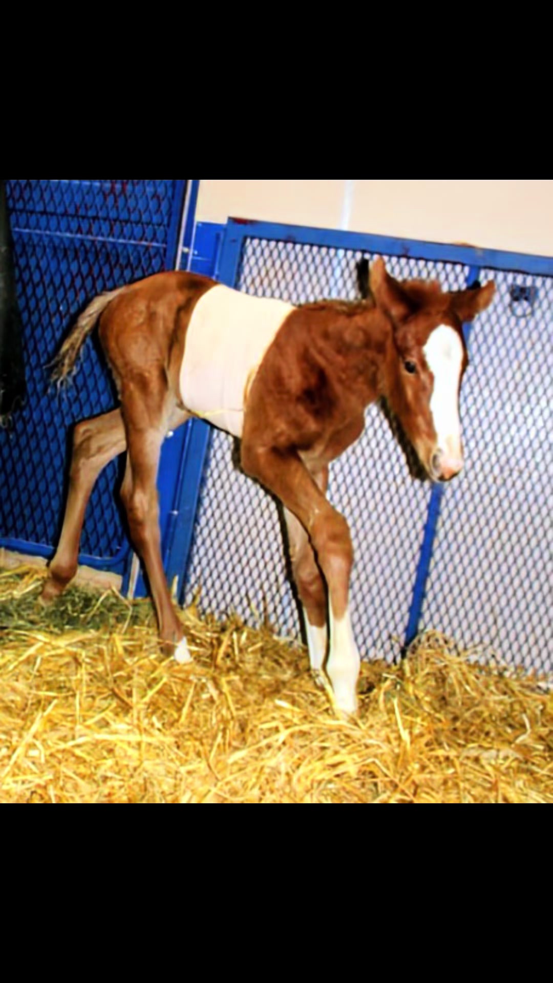 @Rhinebeck Equine