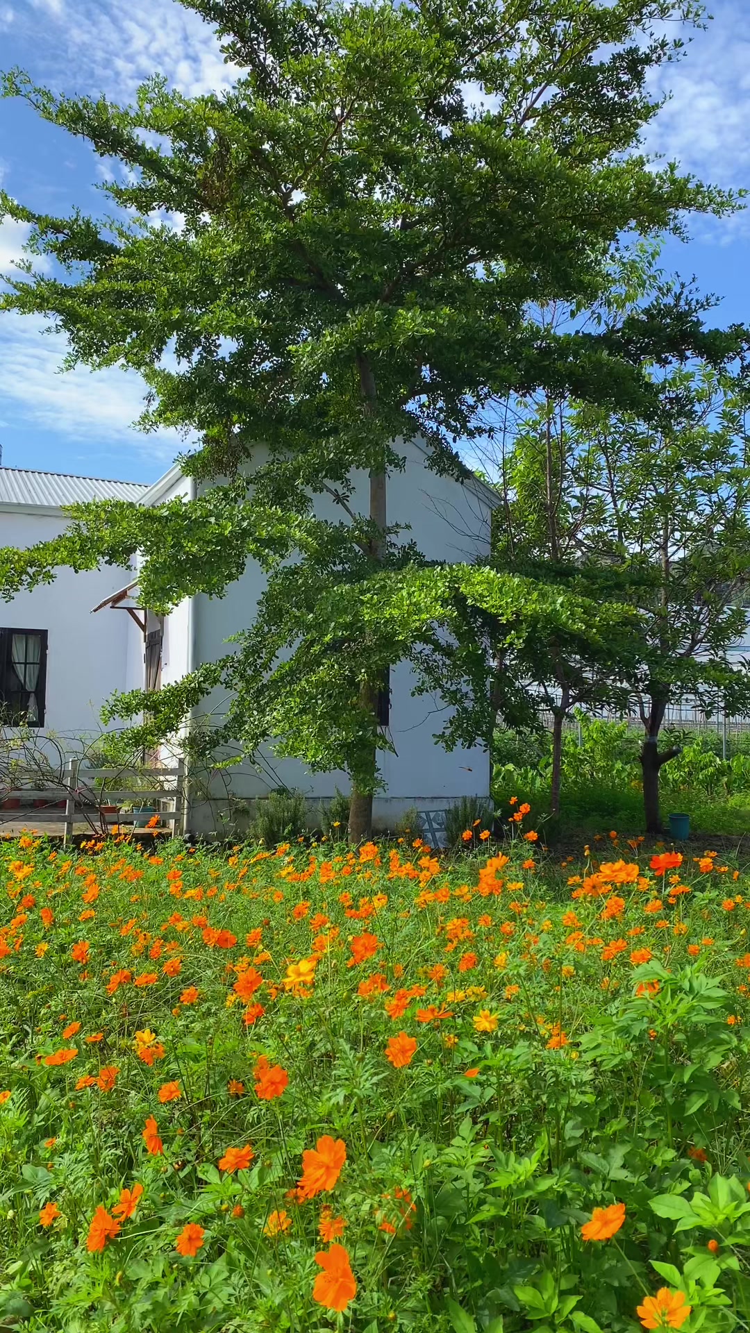 @Dream Farmhouse Mộc Châu