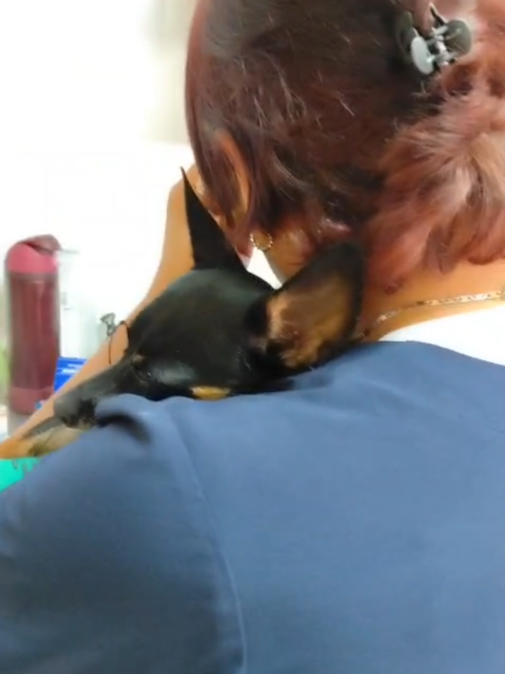 @Pasión Animal Tv