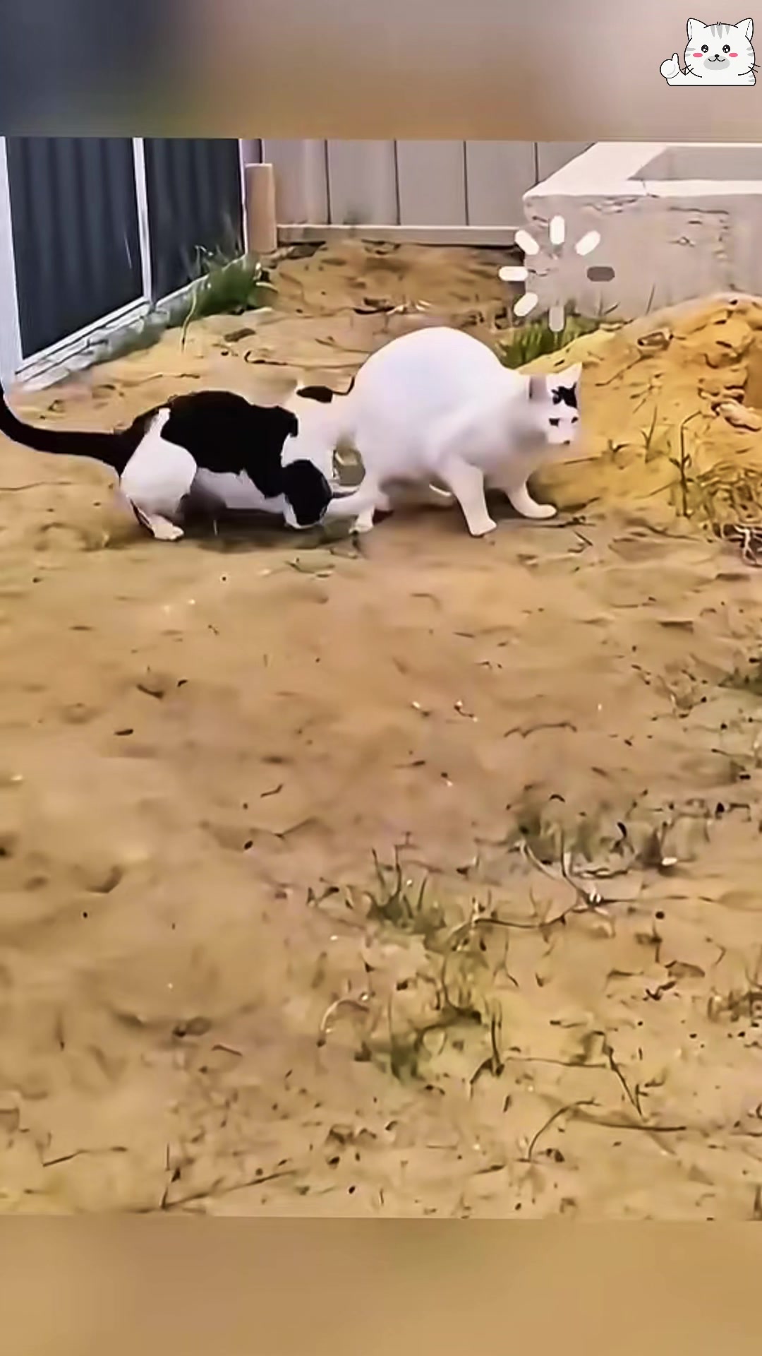 @dogandcattk2