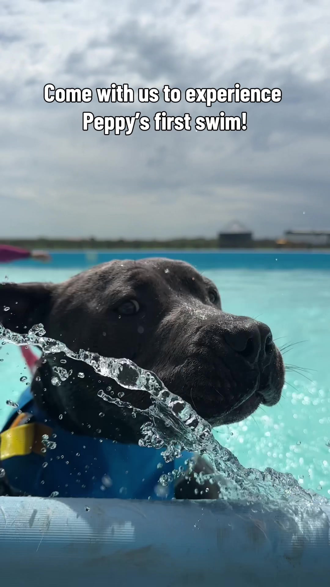 @Calgary Humane Society