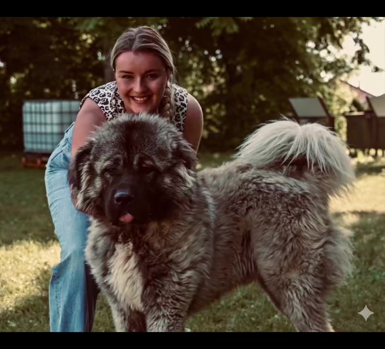 @Caucasian Shepheard Dogs