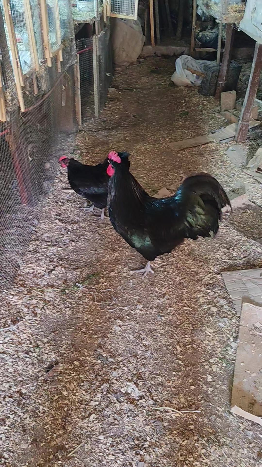 @MAŞTAĞA_QUŞCULUĞ