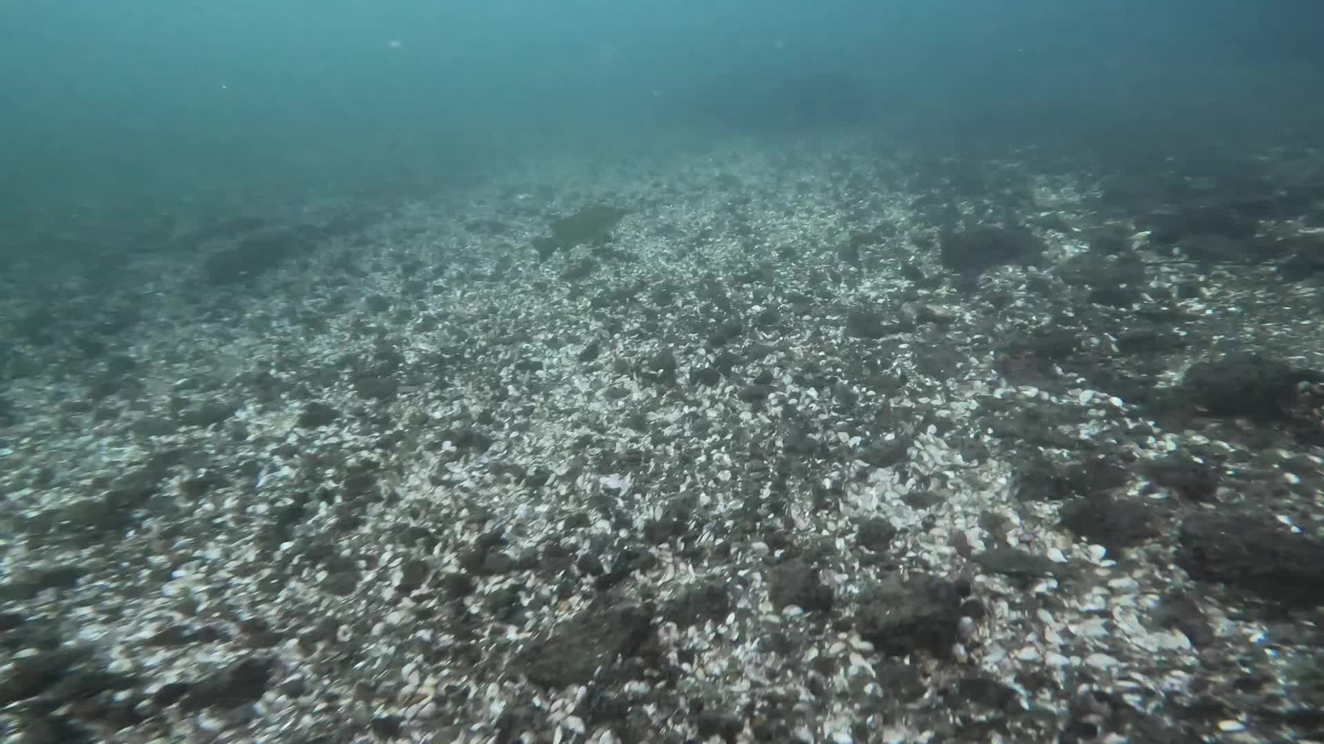@Scuba mist
