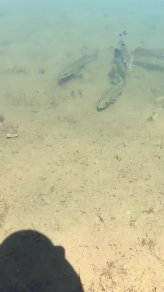 @Bassfeeder