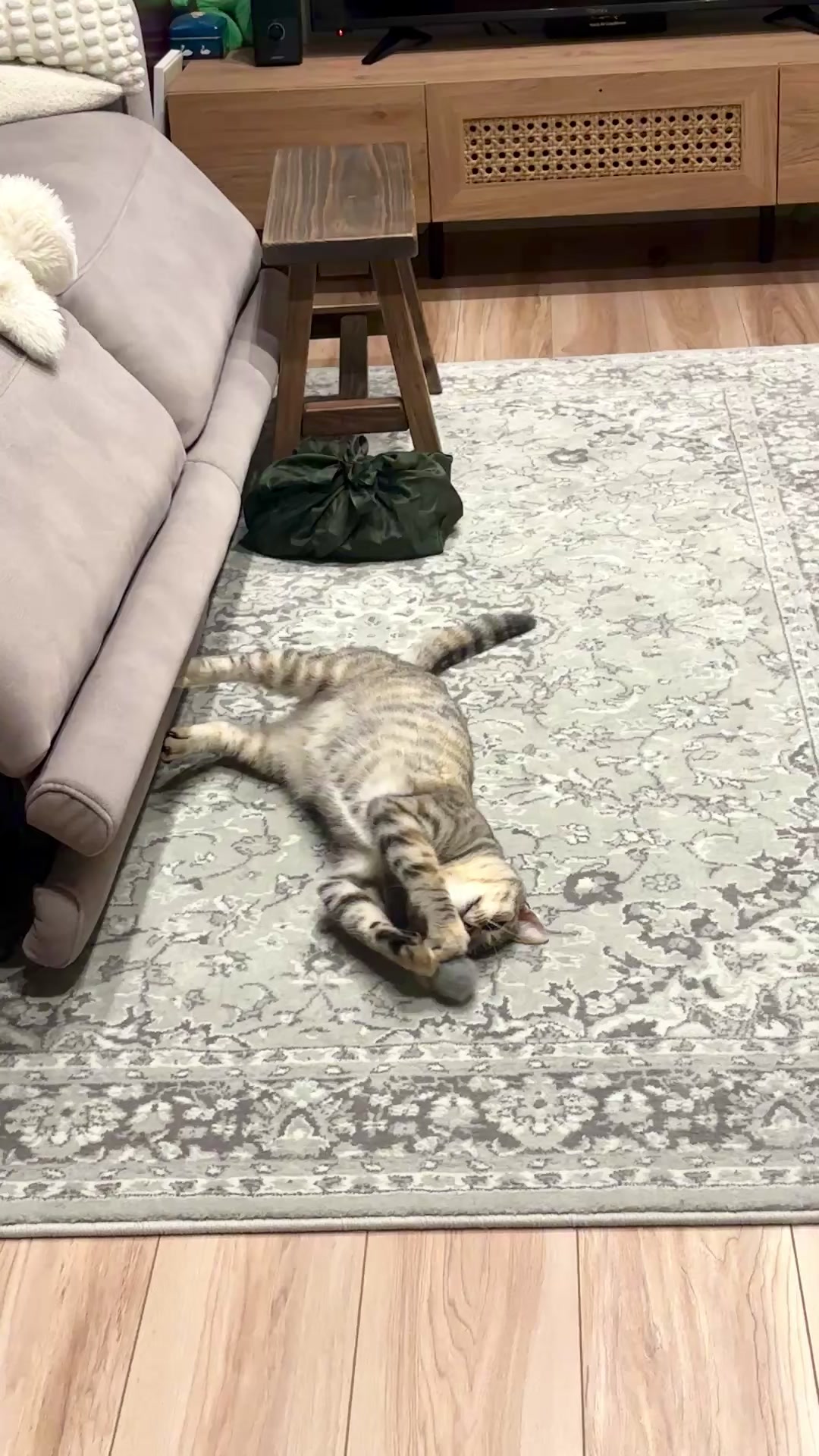 @飼い主とネコたち