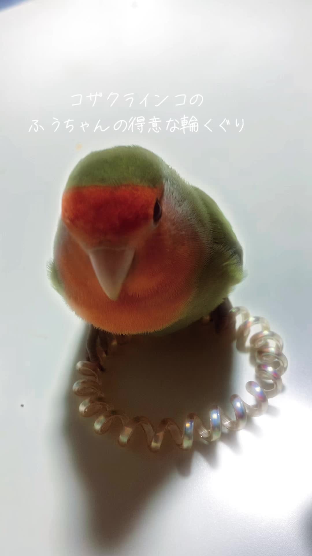 @🦜amaharu🦜