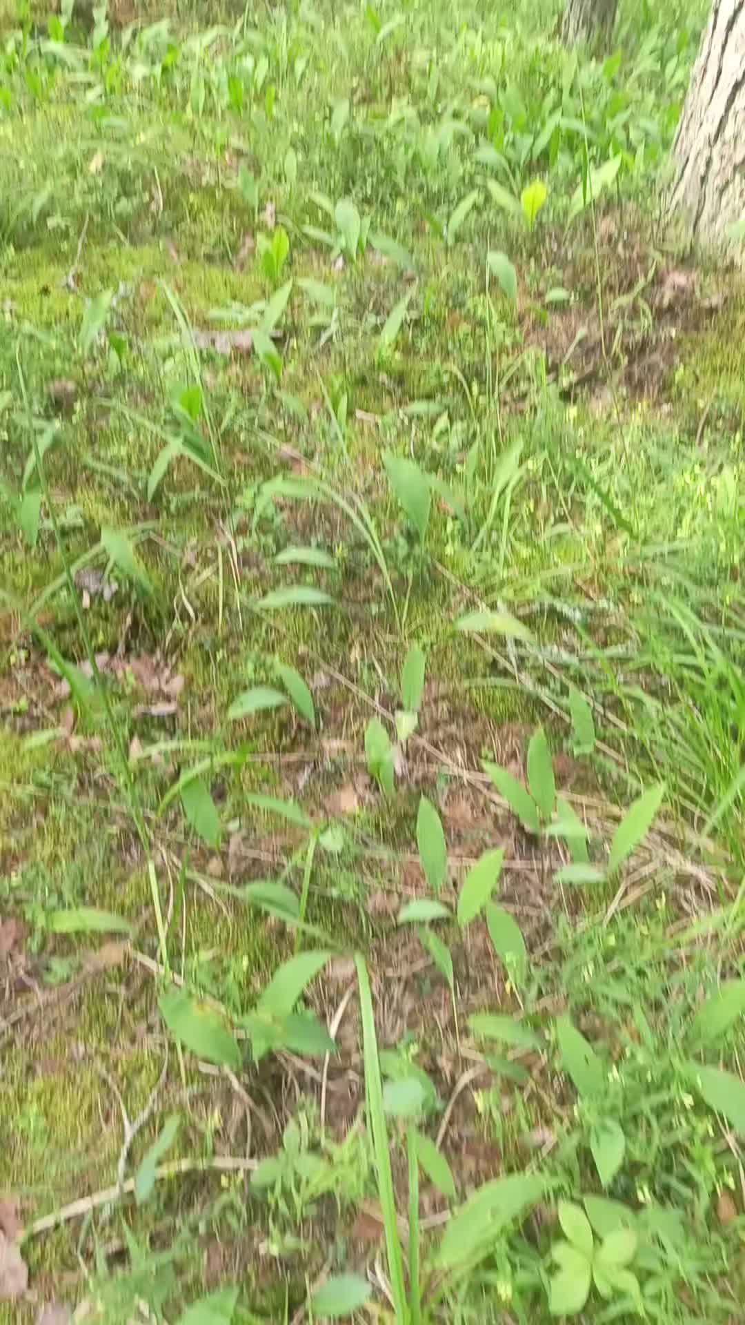 @мучачо