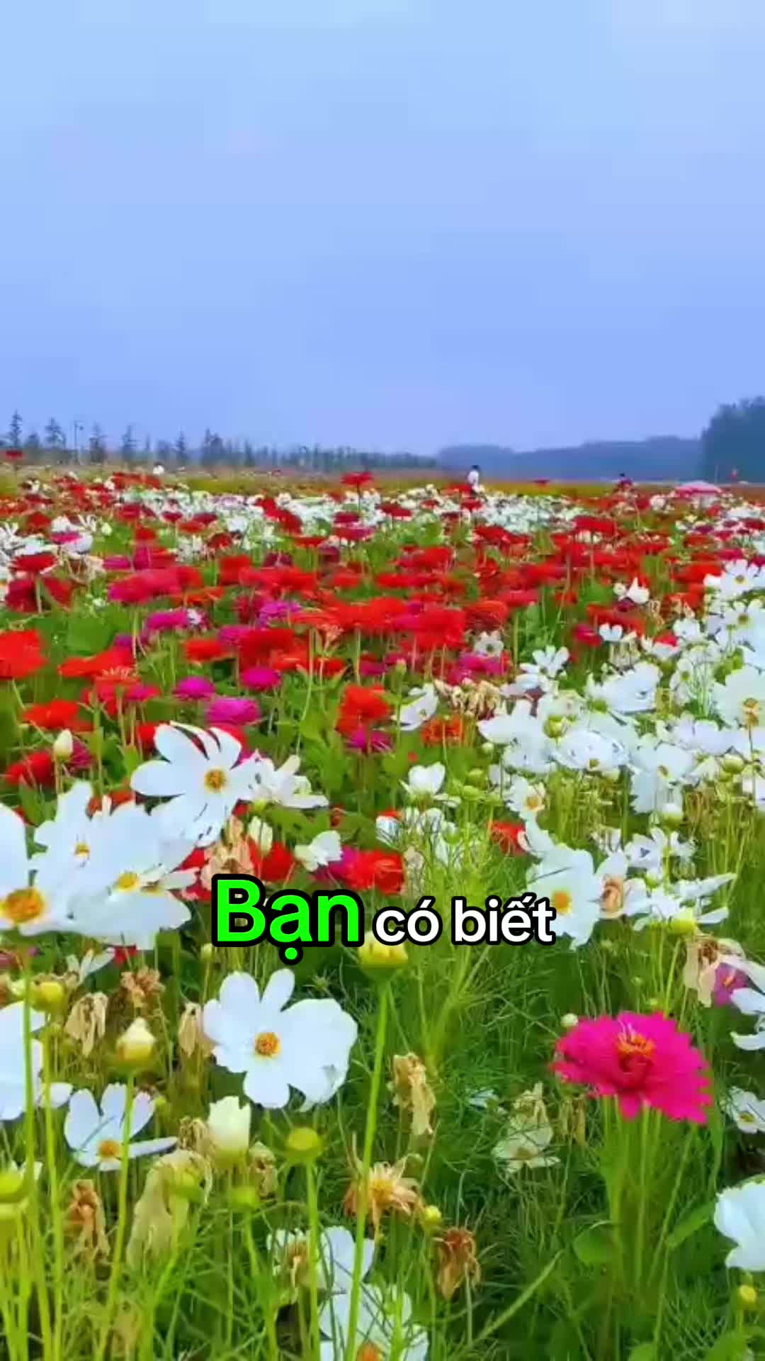 @Hoa Hướng Dương 6768