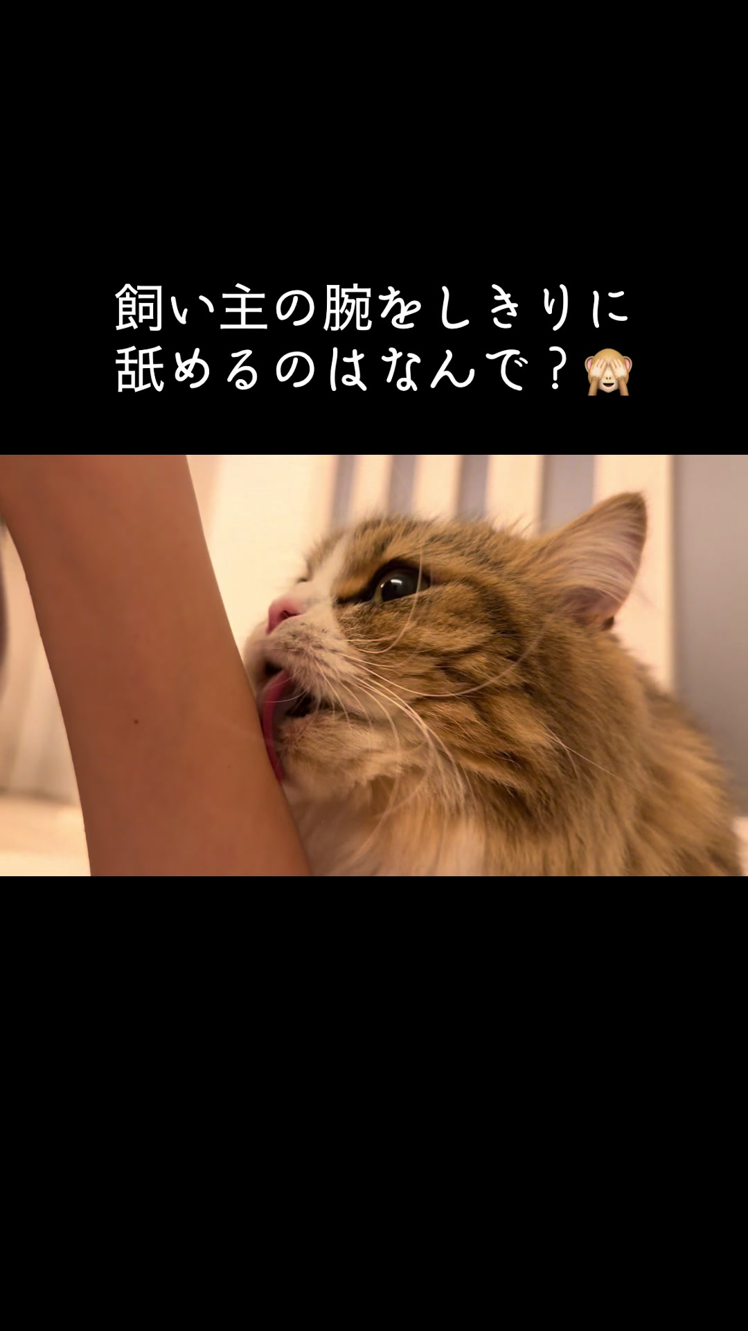 @ミヌエットのチャム