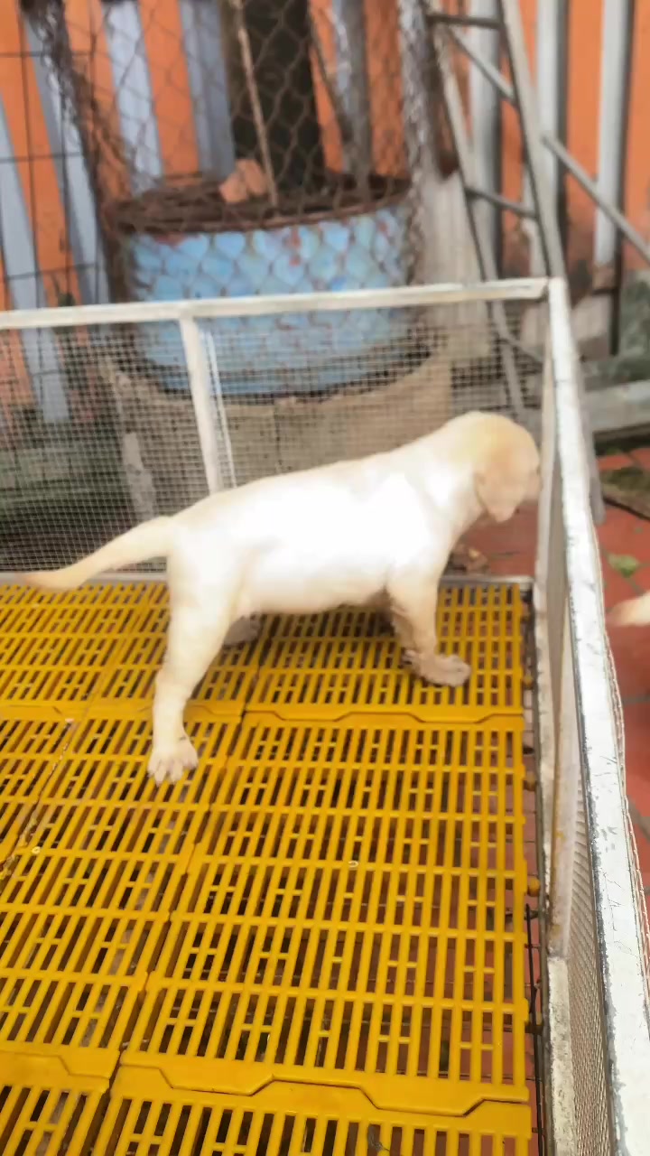 @PetHouse - Thế giới Pet