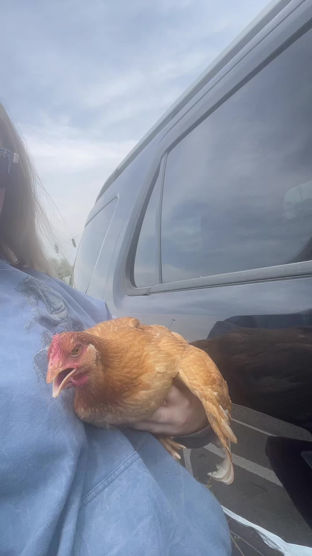 @Emily Dahl