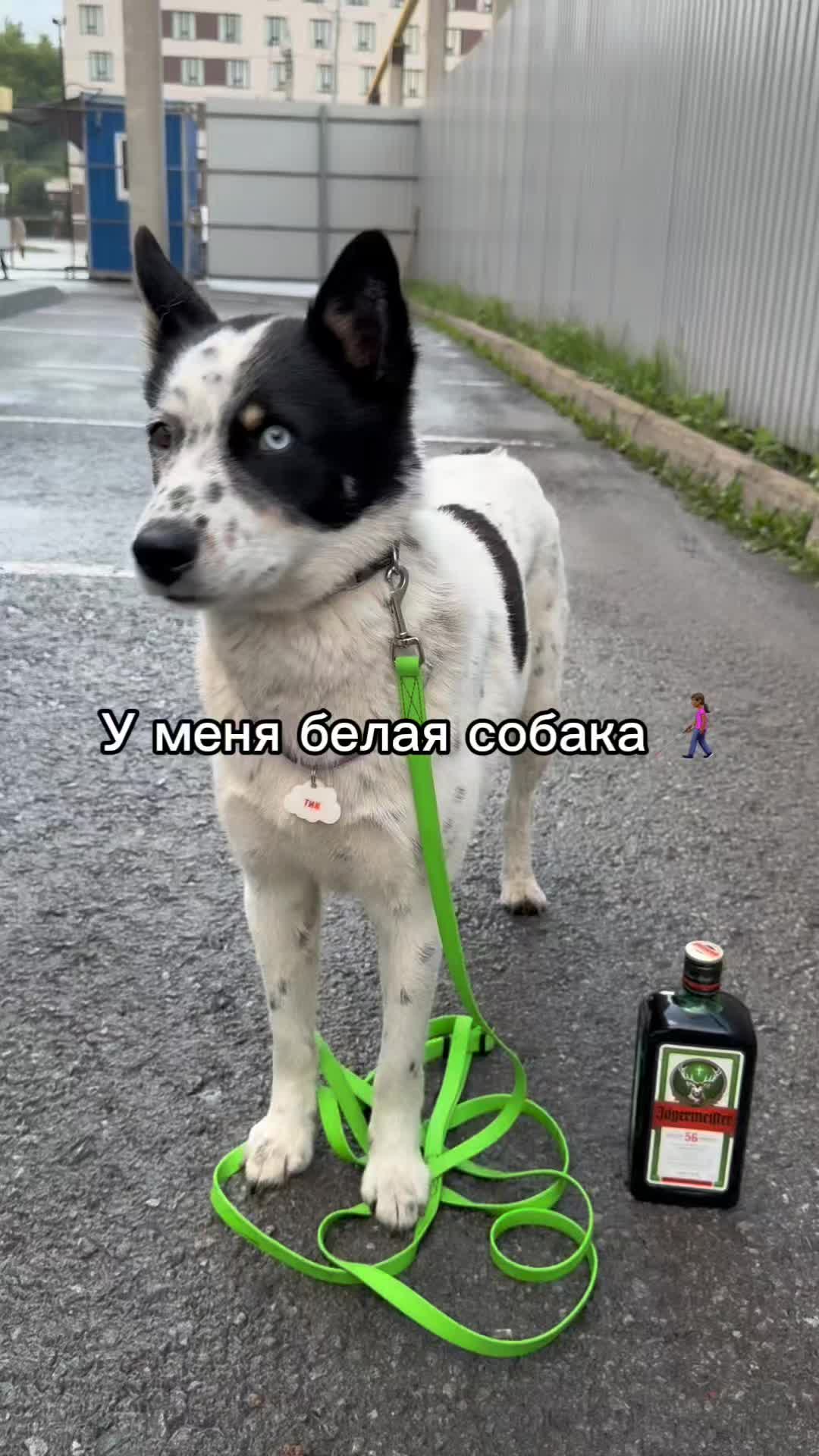 @Калыван