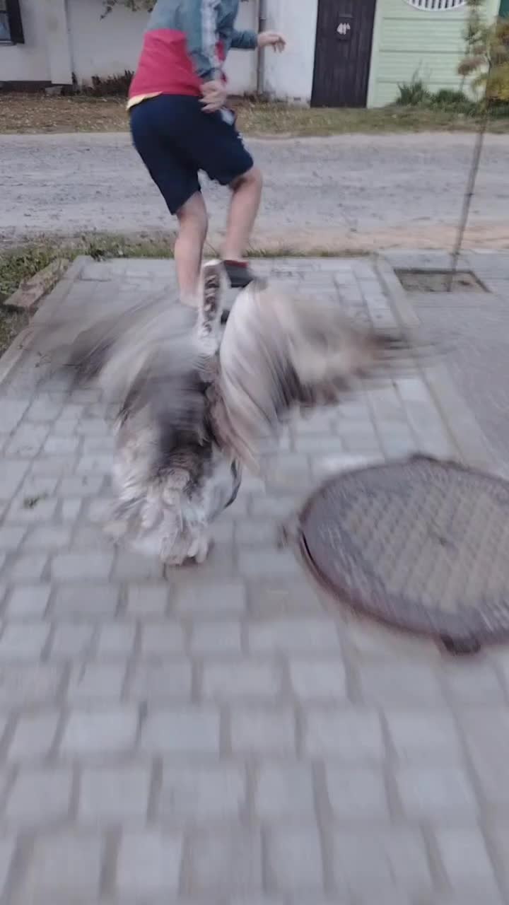 @goose_semyon