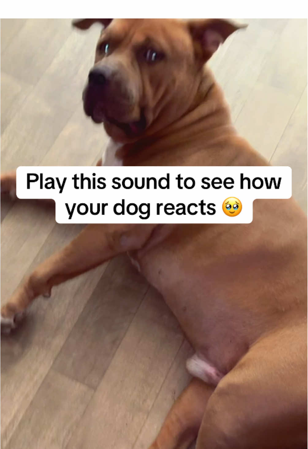 @Drake the Pitbull