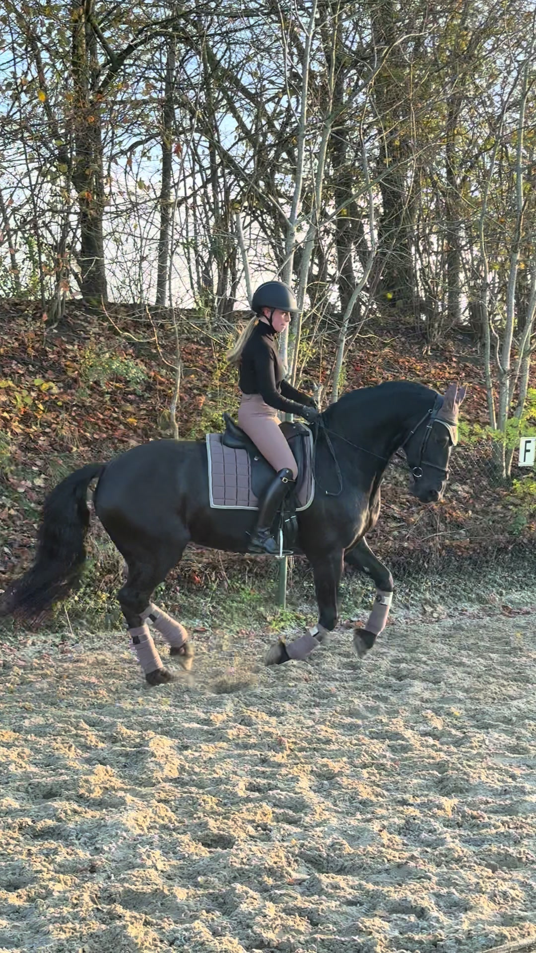 @Phoebe Tack Dressage