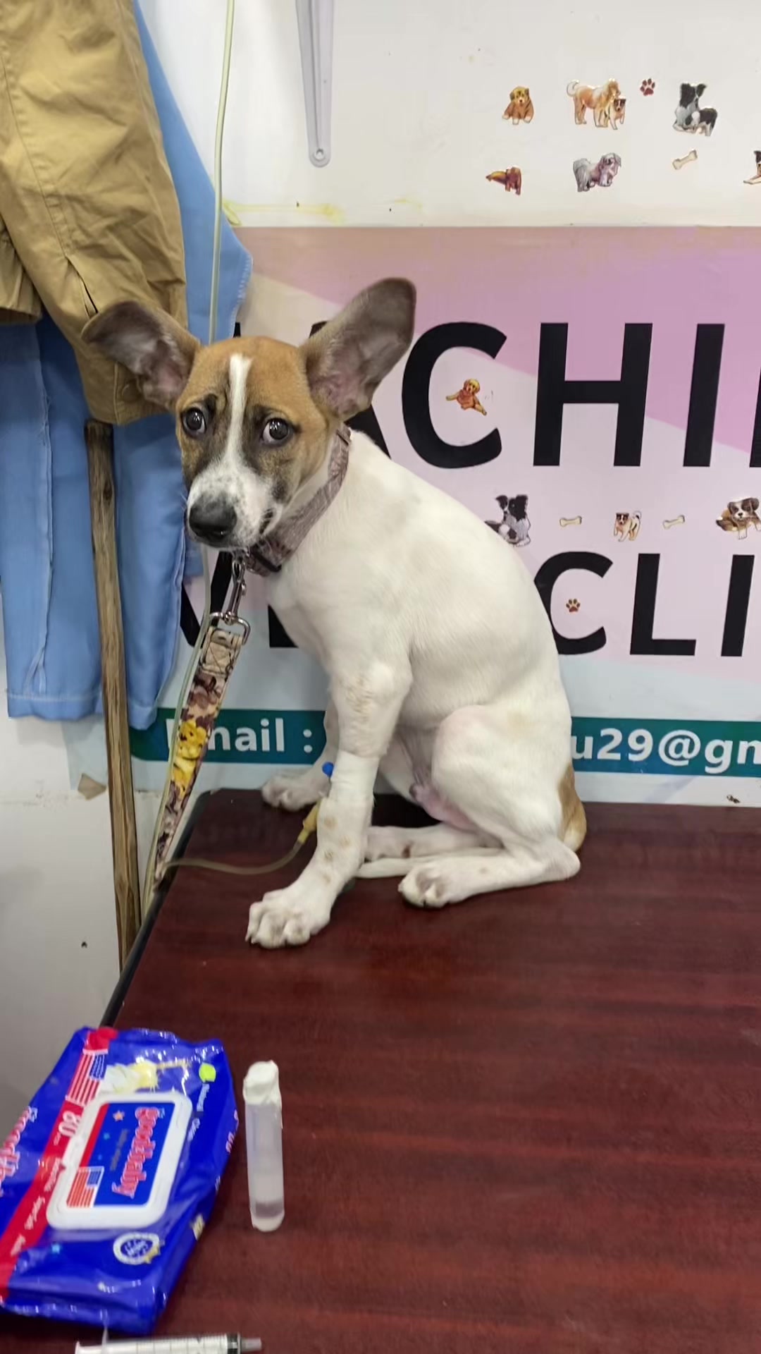 @Hachiko_Vet_Clinic