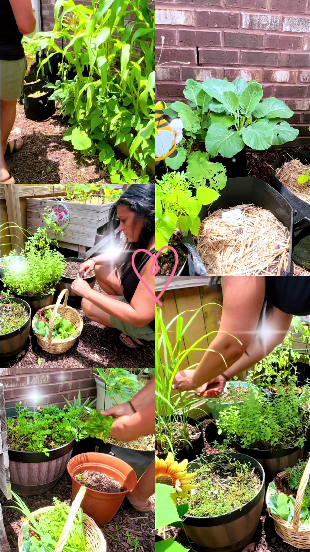 @👩🏻🌾 Hiba’s Garden🪴🌻