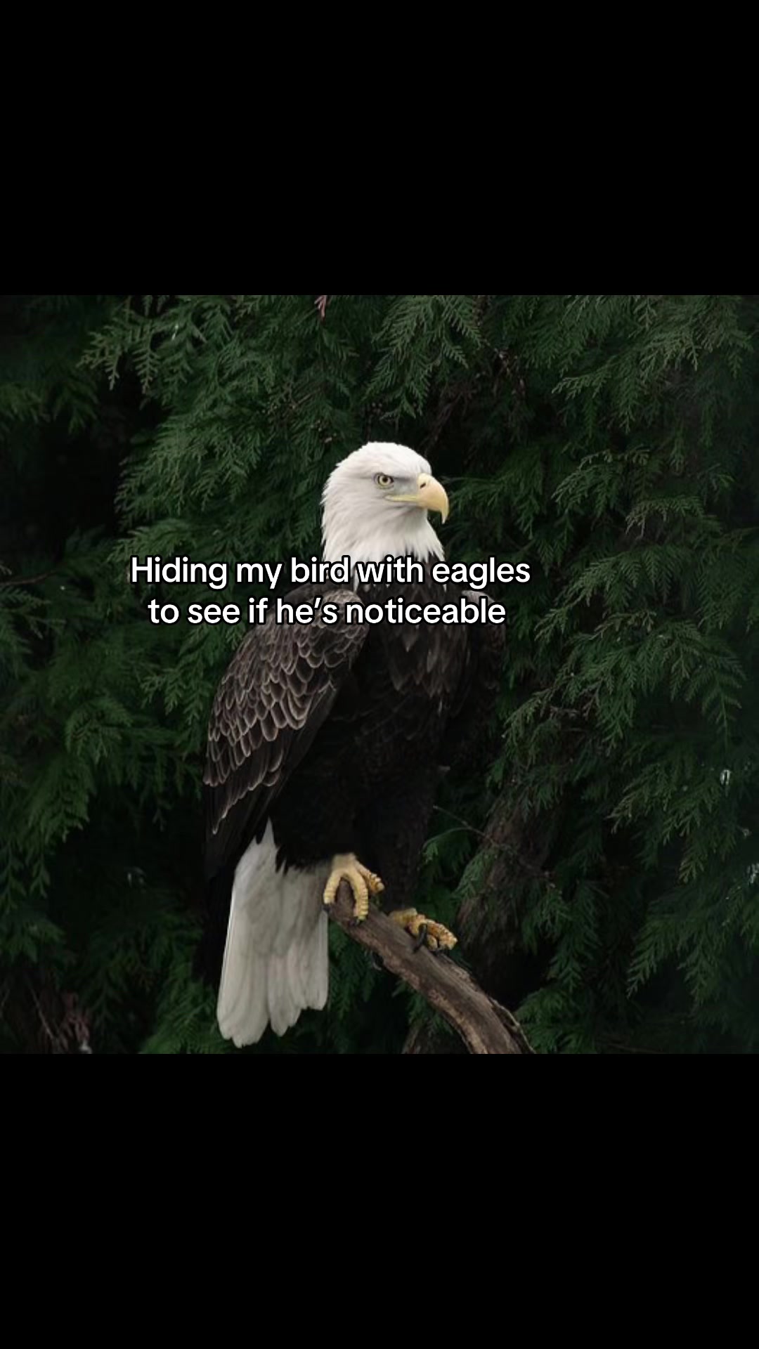 @Venus