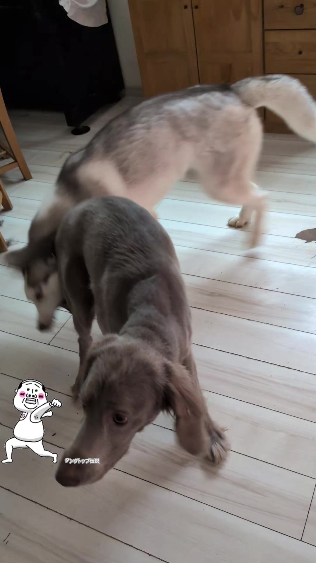 @大型犬3頭&小型老犬4頭多頭飼いの生活