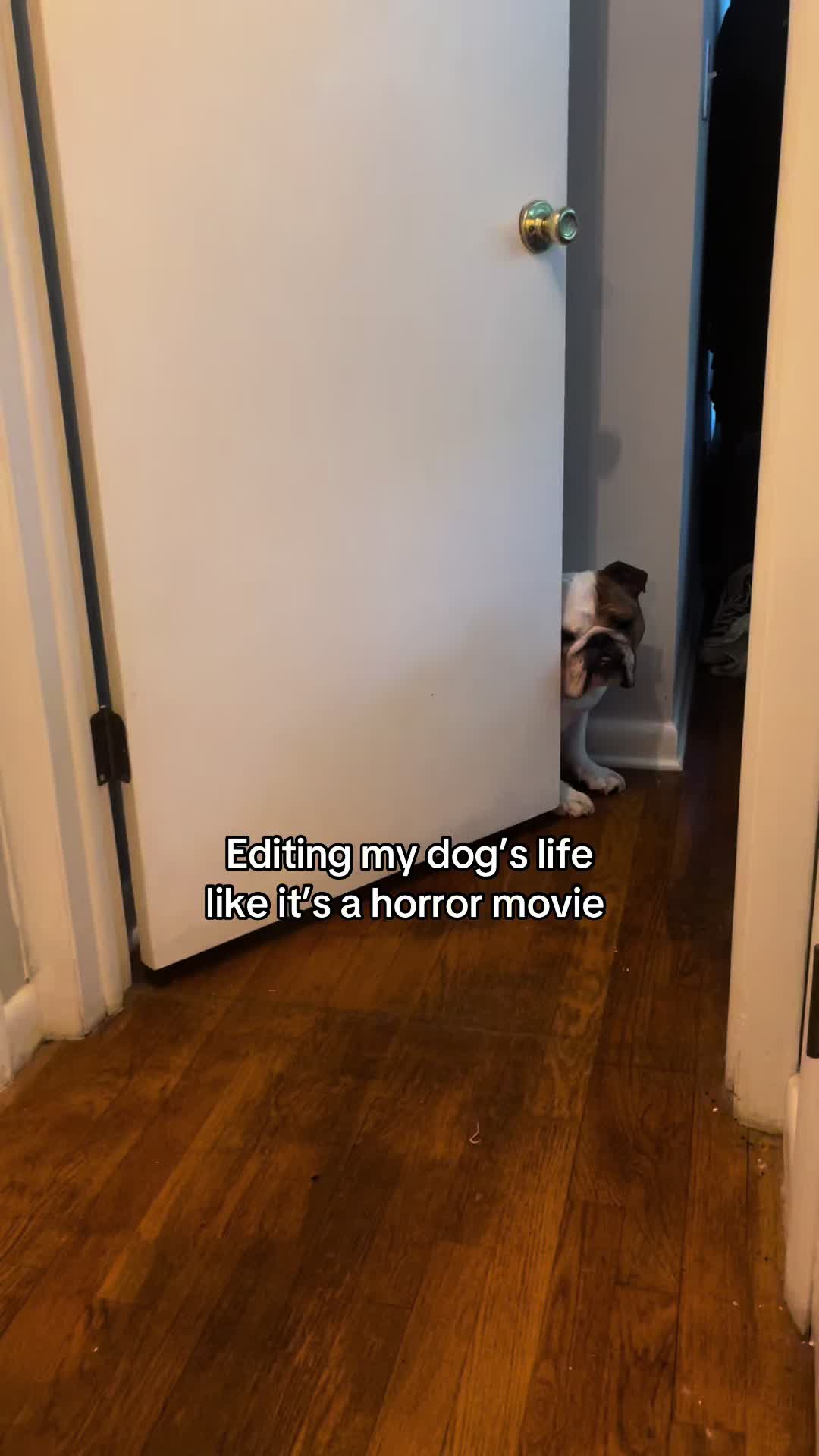 @Stubby The Bulldog