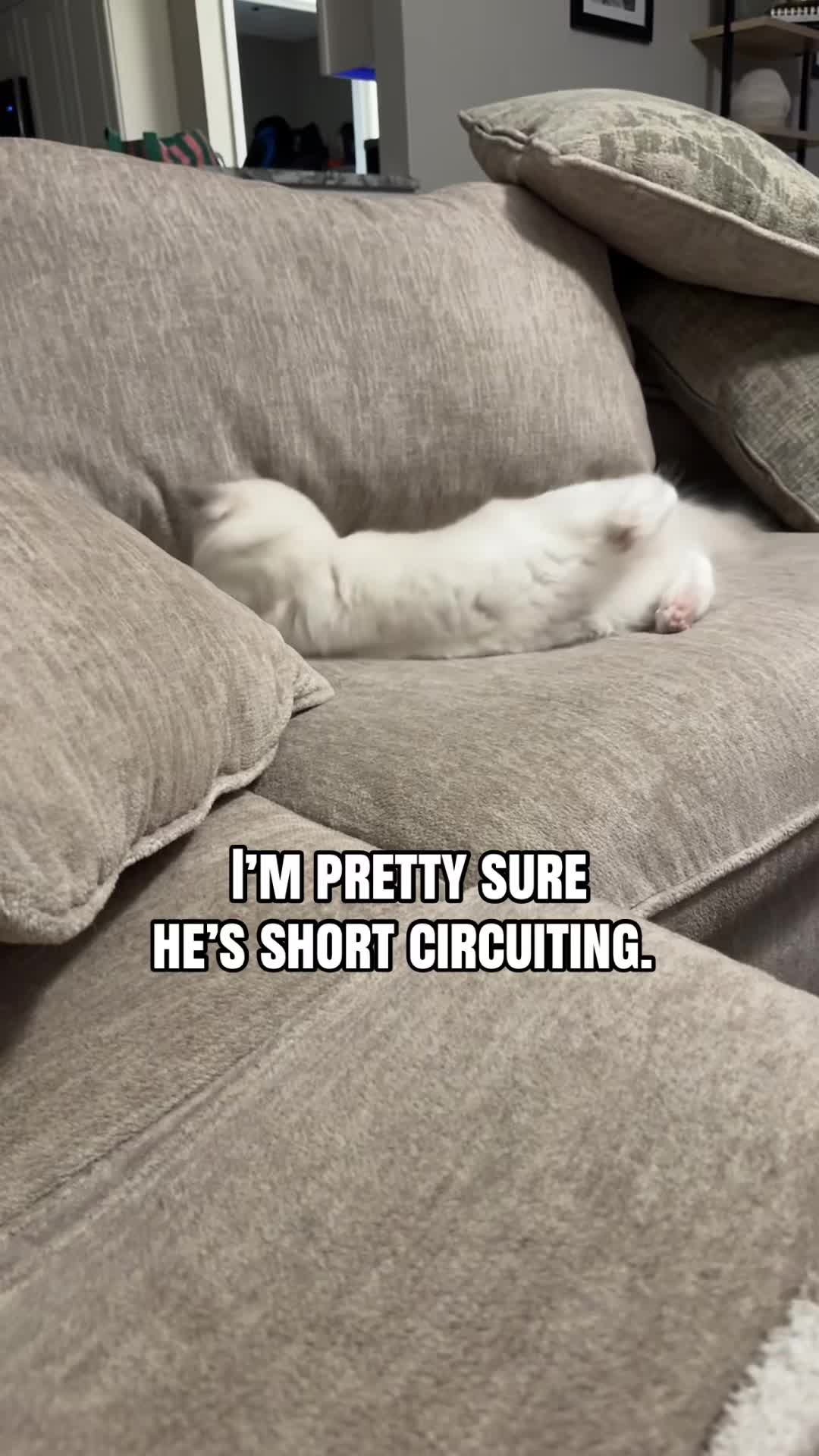 @Milo The Ragdoll Cat