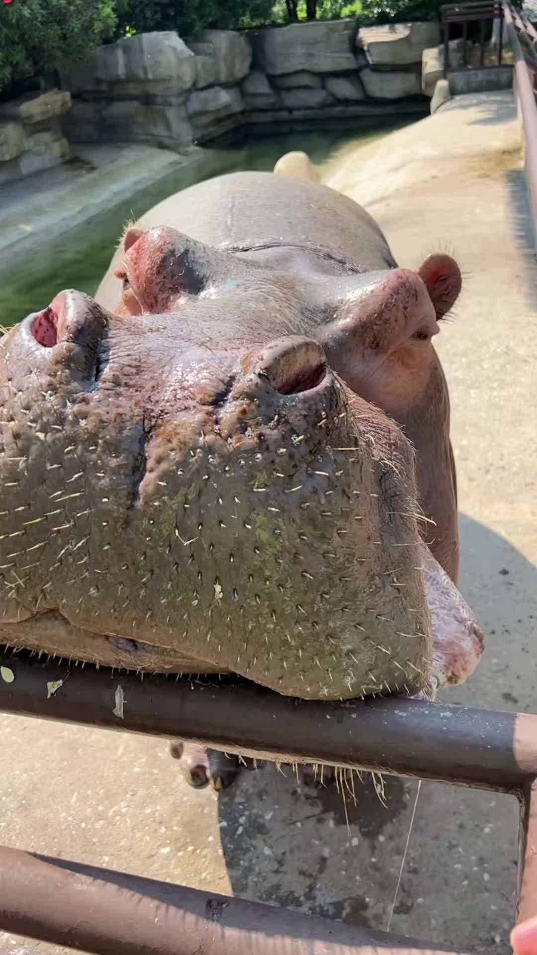 @Hippo