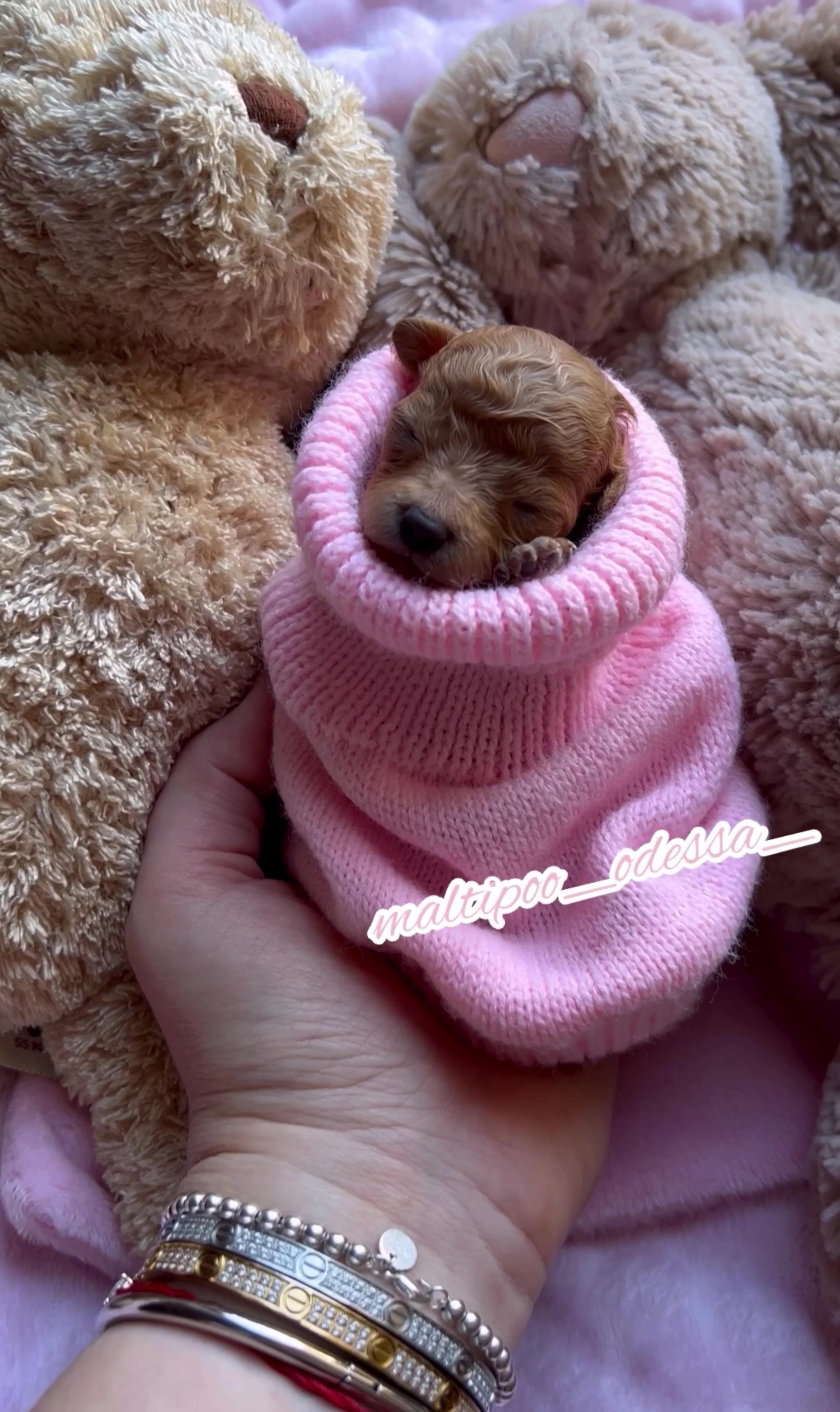 @maltipoo_odessa_