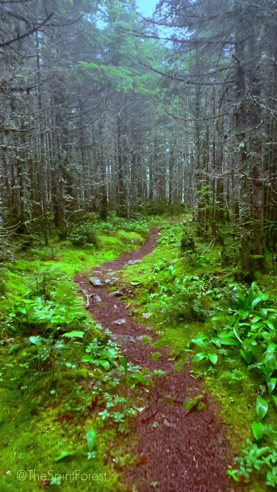@The Spirit Forest