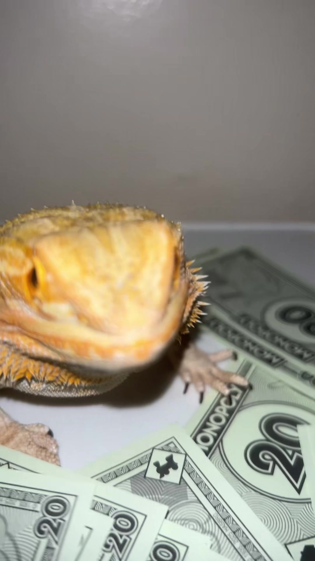 @Lizard in closet